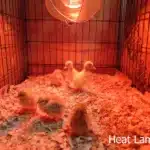 a Heat Lamp