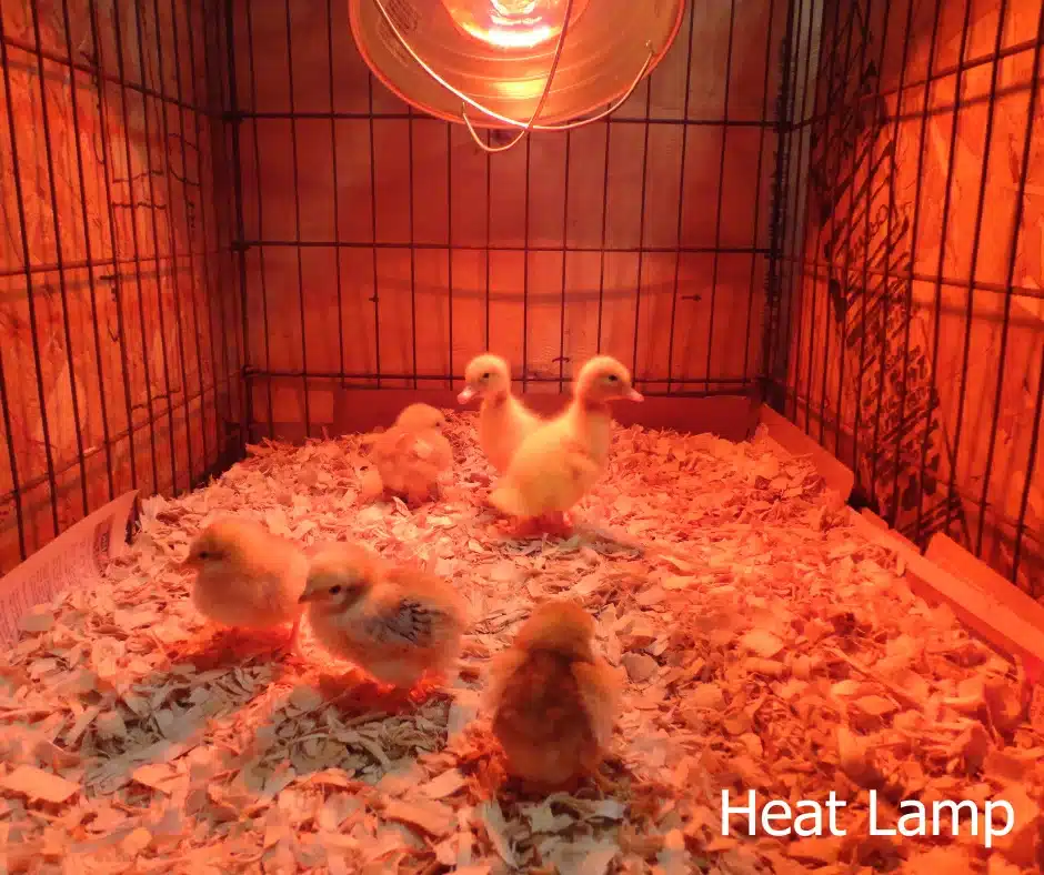 a Heat Lamp